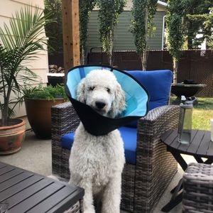 Meet your Posher, Heidi